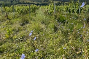 Brighton: Sussex Wine Region Walking Tour with Tastings
