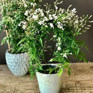 Top Florists