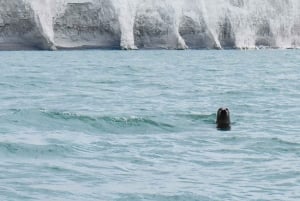 From Brighton: Seven Sisters Boat Tour