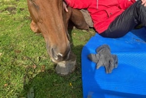 Henfield: Equine Meditation Near London and Brighton