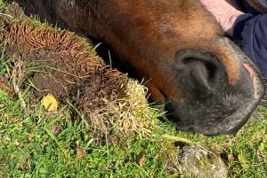 Henfield: Equine Meditation Near London and Brighton