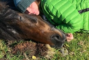 Henfield: Equine Meditation Near London and Brighton