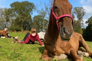 Henfield: Equine Meditation Near London and Brighton