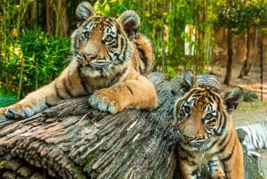 Dreamworld, WhiteWater World & SkyPoint 3-Day Ticket