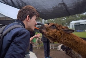 Alpaca Feeding with Wildlife & Nature Park VIP Private Tour