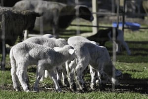 Alpaca Feeding with Wildlife & Nature Park VIP Private Tour