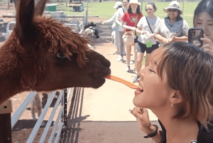 Alpaca Feeding with Wildlife Nature Park Visit Private Tour