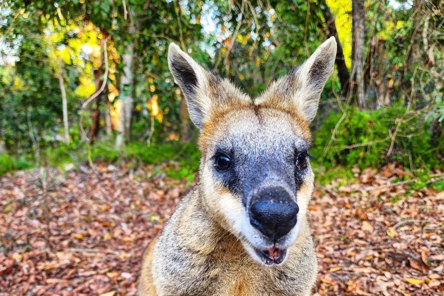 Bribie Island: 4WD, Kayak, and WWII Bunker Tour