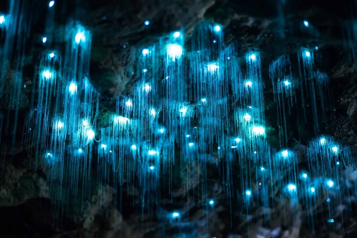 Brisbane: Daytime Glow Worm Caves Hop-on Hop-off Bus Tour