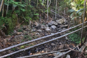 Brisbane Departure : Explore Tamborine Mountain Day Tour