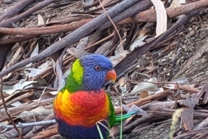 Brisbane: Eumundi Markets, Noosa Hinterland & Sunset Cruise