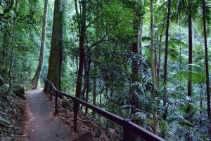 Brisbane: Hop on Hop off Bus to Tamborine Mountain