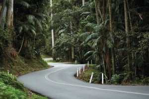 Brisbane: Hop on Hop off Bus to Tamborine Mountain