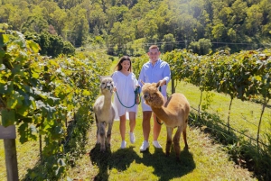 Brisbane: Hot Air Balloon Flight with Vineyard Breakfast