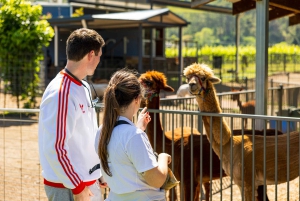Brisbane: Hot Air Balloon Flight with Vineyard Breakfast
