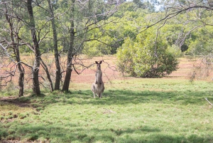 Brisbane: Kangaroos, Birds and Mangroves Coastal Tour