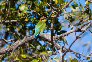 Brisbane: Kangaroos, Birds and Mangroves Coastal Tour