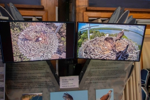 Brisbane: Kangaroos, Birds and Mangroves Coastal Tour