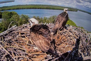 Brisbane: Kangaroos, Birds and Mangroves Coastal Tour