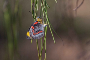 Brisbane: Kangaroos, Birds and Mangroves Coastal Tour