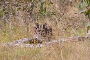 Brisbane: Kangaroos, Birds and Mangroves Coastal Tour