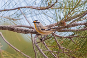 Brisbane: Kangaroos, Birds and Mangroves Coastal Tour