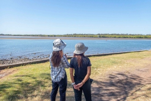 Brisbane: Kangaroos, Birds and Mangroves Coastal Tour