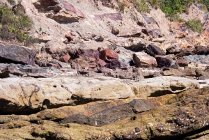 Brisbane: Kangaroos, Birds and Mangroves Coastal Tour