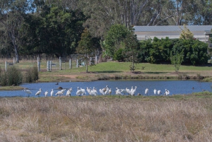 Brisbane: Kangaroos, Birds and Mangroves Coastal Tour