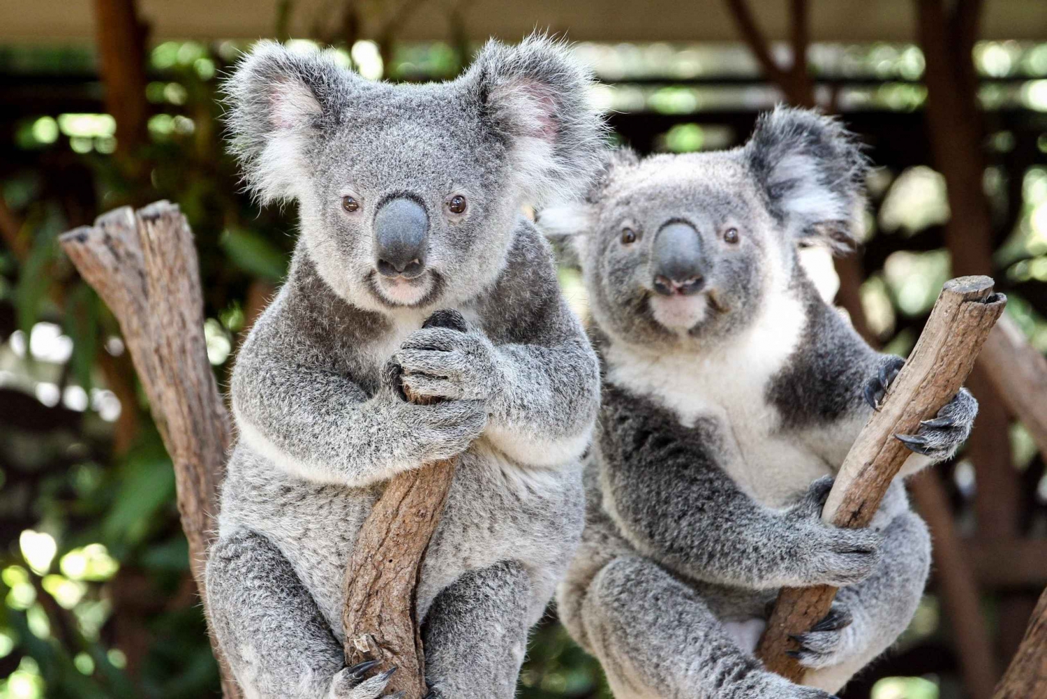 Brisbane: Lone Pine Koala Sanctuary Day Pass