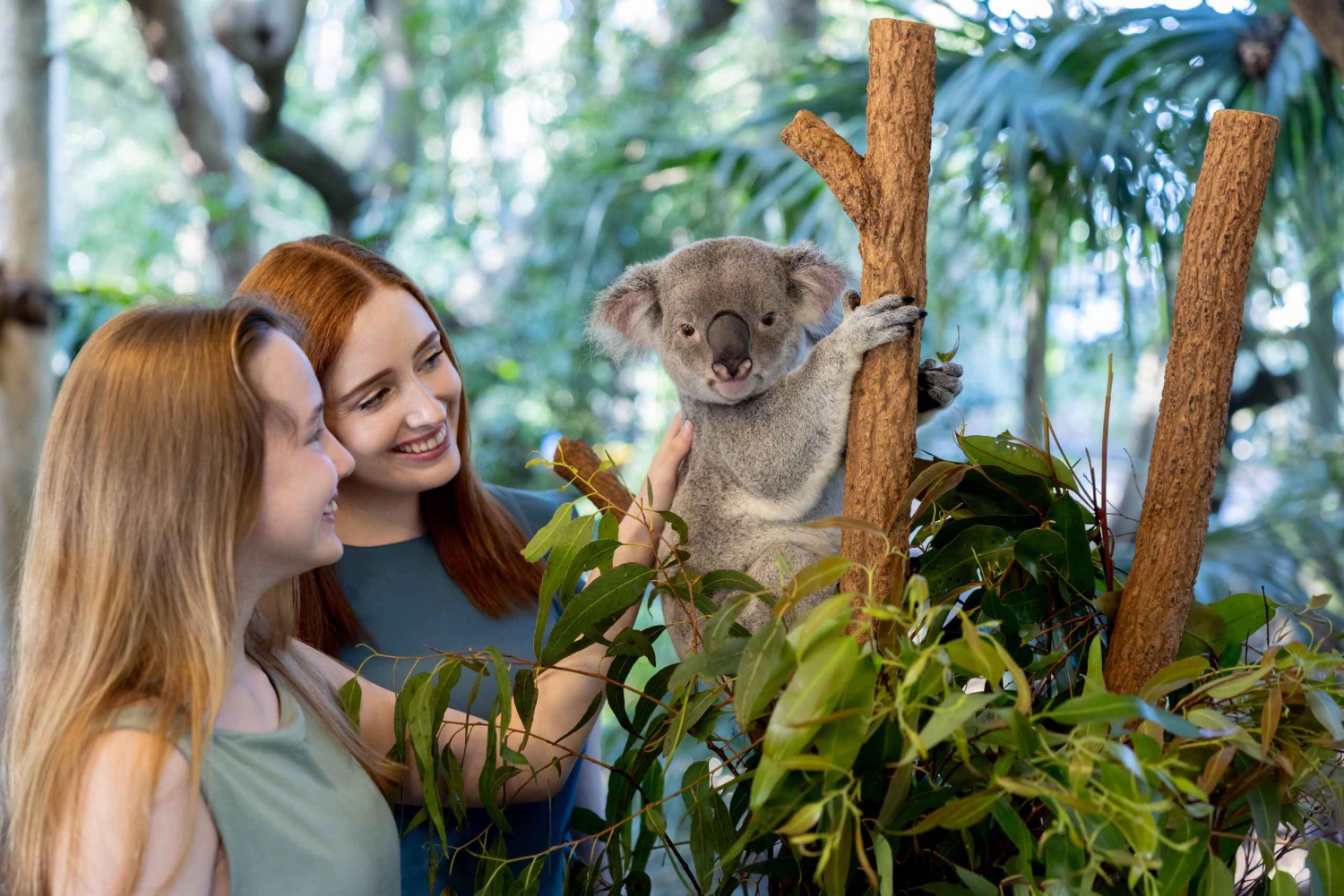 Brisbane: Lone Pine Koala Sanctuary Day Pass