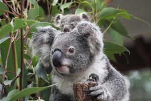 Brisbane: Lone Pine Koala Sanctuary Day Pass