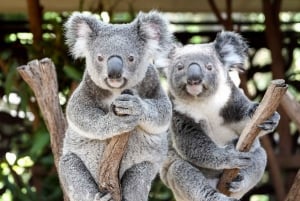 Brisbane: Lone Pine Koala Sanctuary Day Pass