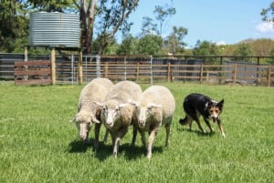 Brisbane: Lone Pine Koala Sanctuary Day Pass