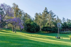 Brisbane: Lone Pine Koala Sanctuary Day Pass