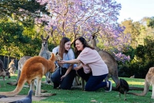Brisbane: Lone Pine Koala Sanctuary Day Pass
