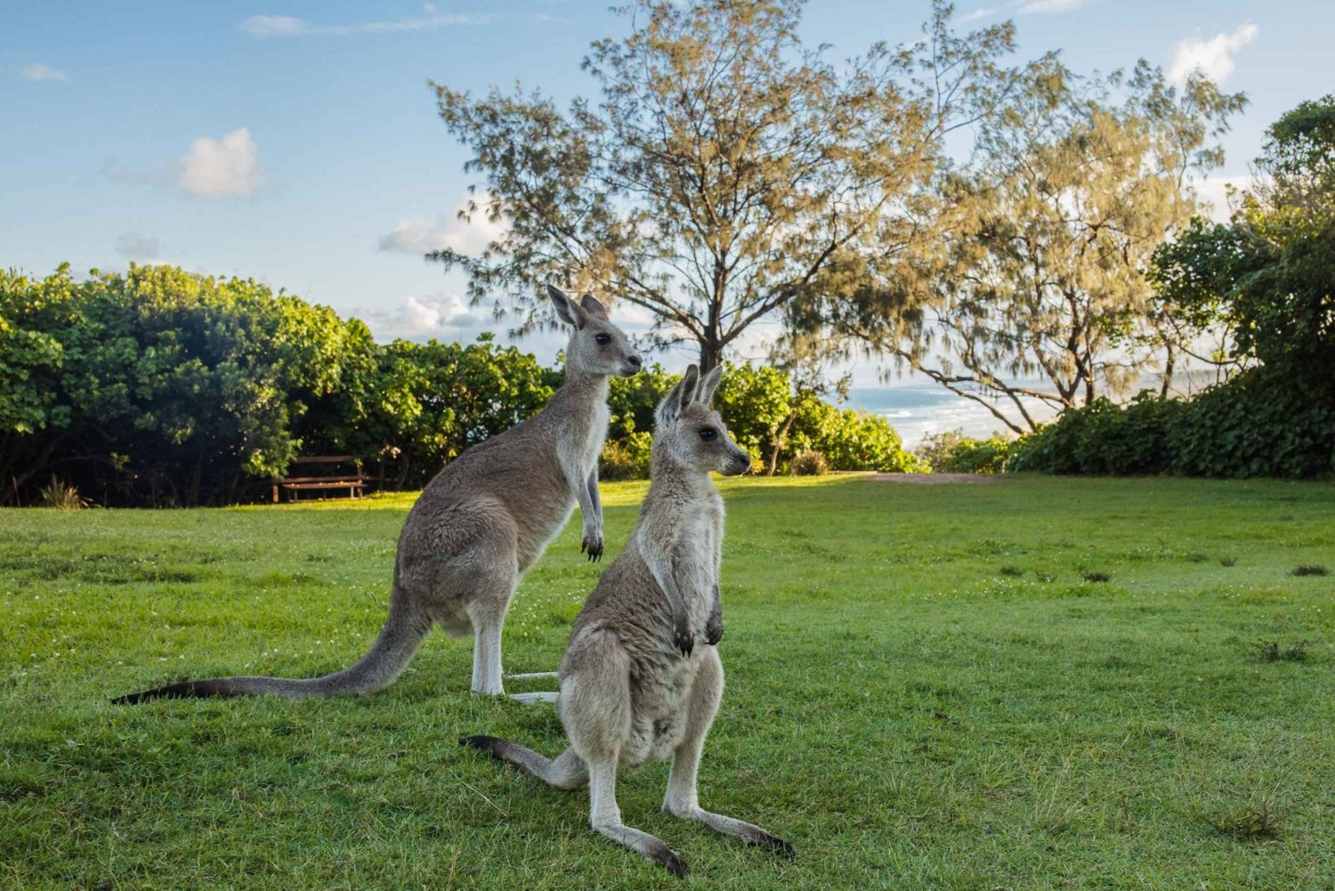 Brisbane: North Stradbroke Island First Nations Day Tour