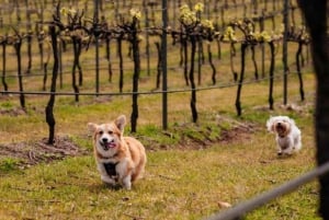 Brisbane: Picnic in the Vines