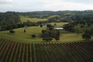 Brisbane: Picnic in the Vines