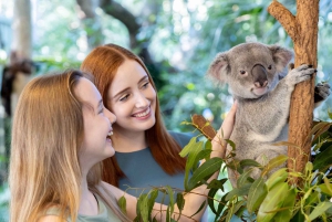 Brisbane River Cruise and Koala Sanctuary Visit