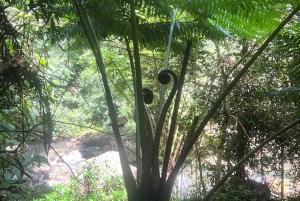Brisbane: Springbrook and Mt Tamborine Glow Worm and Skywalk