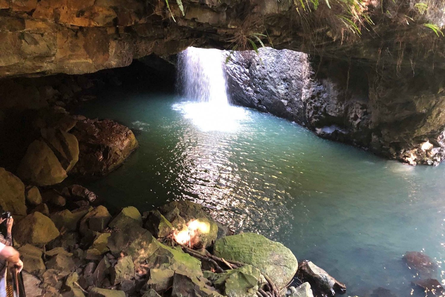 Brisbane: Springbrook and Mt Tamborine Glow Worm and Skywalk