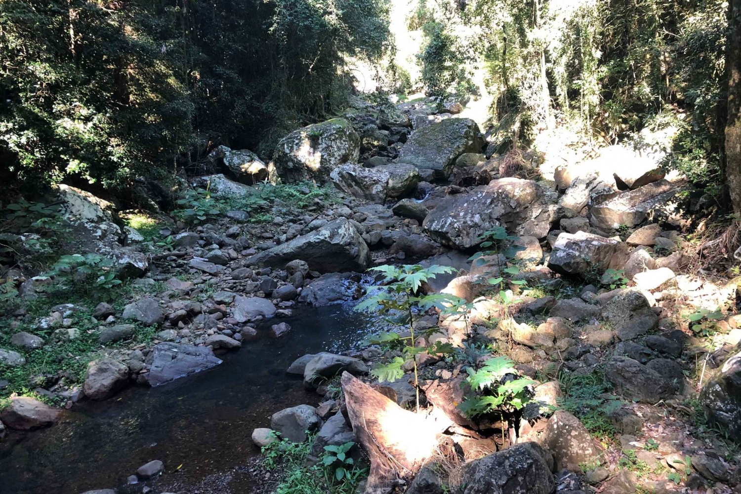 Brisbane: Springbrook and Mt Tamborine Glow Worm and Skywalk
