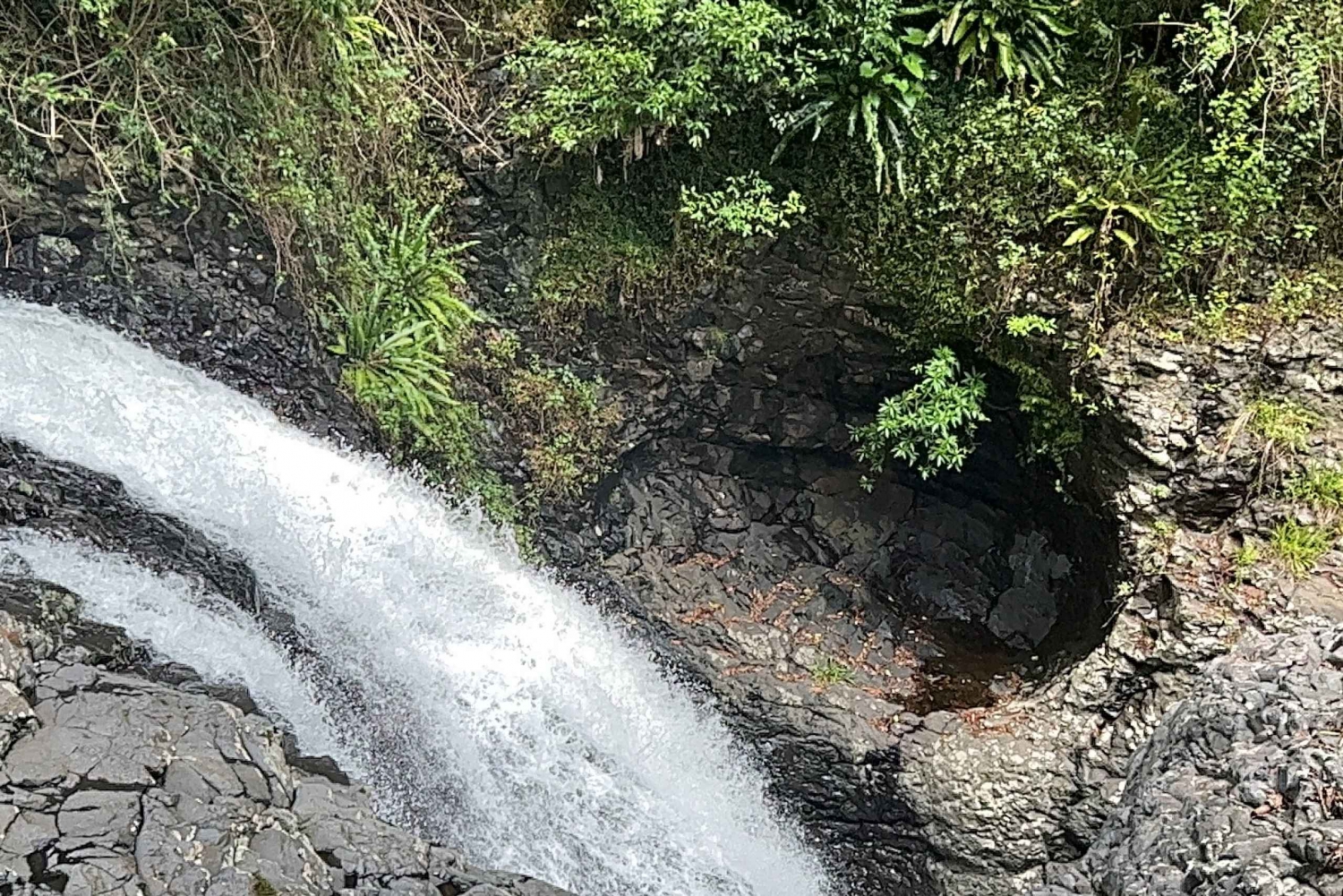 Brisbane: Springbrook and Mt Tamborine Glow Worm and Skywalk