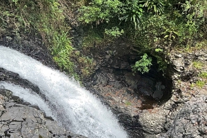 Brisbane: Springbrook and Mt Tamborine Glow Worm and Skywalk