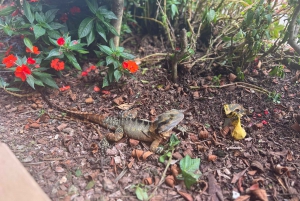 Brisbane: Springbrook and Mt Tamborine Glow Worm and Skywalk