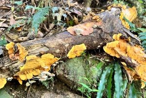 Brisbane: Springbrook and Mt Tamborine Glow Worm and Skywalk