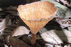 Brisbane: Springbrook and Mt Tamborine Glow Worm and Skywalk