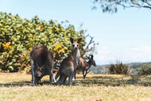 Brisbane: Stradbroke Island Eco Tour - Small Group, Full Day