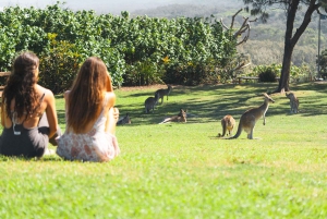 Brisbane: Stradbroke Island Eco Tour - Small Group, Full Day